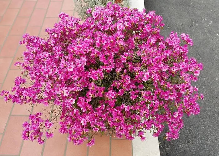 אתר קמפינג Pilzone